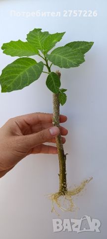 Brugmansia suaveolens , снимка 3 - Стайни растения - 46427276