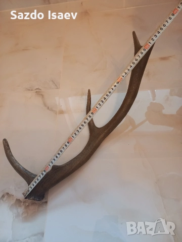 еленски рог , снимка 2 - Декорация за дома - 53957721