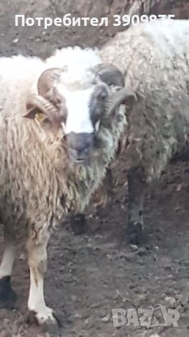 Кочове за дамазлък , снимка 1 - Овце - 44244449