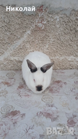 Загонена на  16.03.2026 г, снимка 3 - Други - 53938083