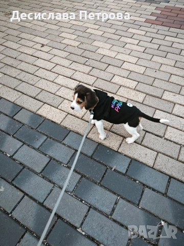 Продавам куче порода Бигъл, снимка 3 - Бигъл - 53692280