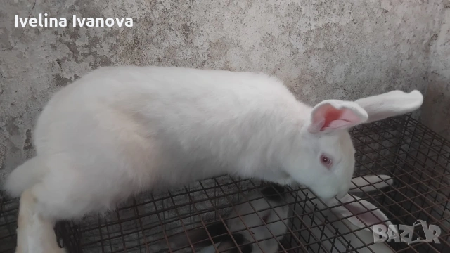 зайци Цика с новозелантски , снимка 2 - Други животни - 54200373