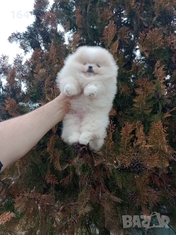 Прекрасно женско Померанче. Мини Померан. Реални снимки от 24.01.26 г. , снимка 3 - Померан - 53228313