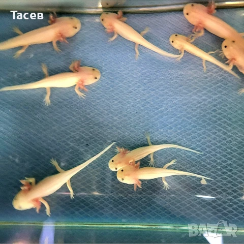Аксолотъл 8-10см, снимка 1