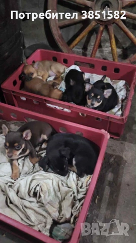 Пинчери и чихо-пинчери, снимка 3 - Пинчер - 53187817