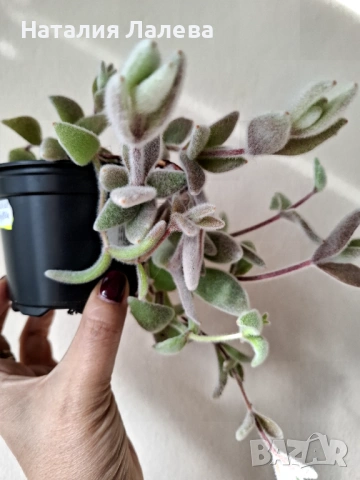 Каланхое, kalanchoe eriophylla
