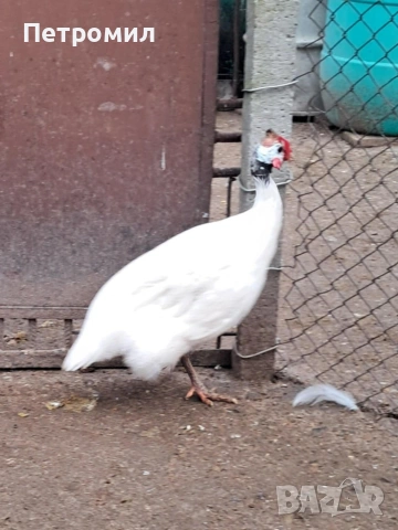 Мъжка токачка, снимка 8 - Кокошки и пуйки - 53055463