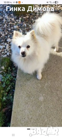 продавасе куче шпиц много дрожолюбно куче женско е