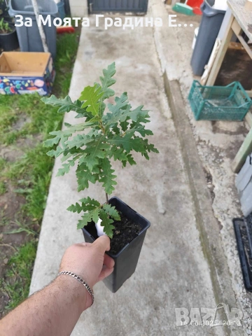 Дъб - Quercus, снимка 6 - Градински цветя и растения - 53636039