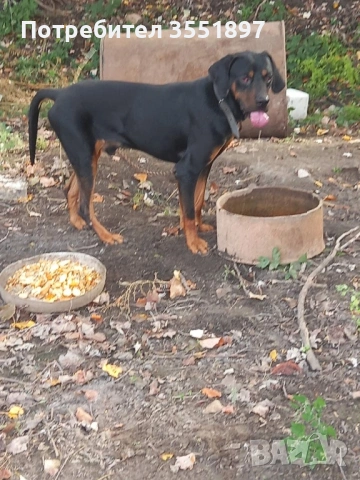 Продавам две мъжки гончета , снимка 3 - Гонче - 53617208