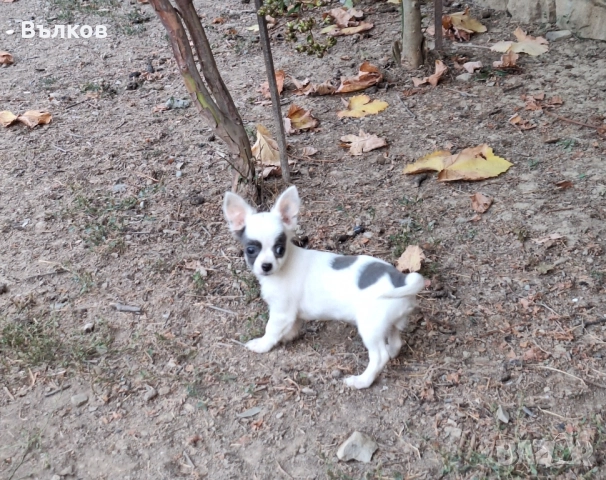 Чихуахуа Бяло със синьо, снимка 2 - Чихуахуа - 51843418