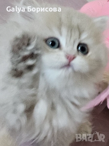 Британски родословни котенца  лилаво злато 