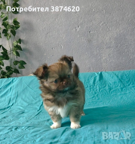 чихуахуа момченца , снимка 6 - Чихуахуа - 54112791