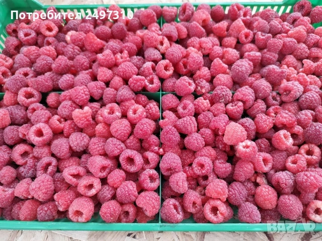 Продавам разсад малини 