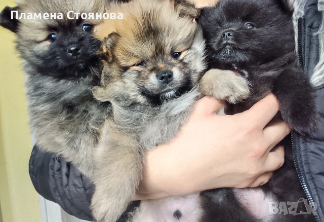 Малки померани , снимка 2 - Померан - 52720505