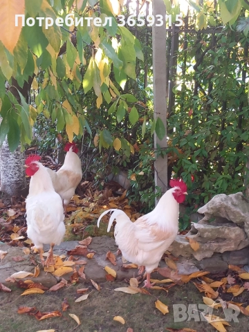 Петлета 6месечни, снимка 4 - Кокошки и пуйки - 52068630