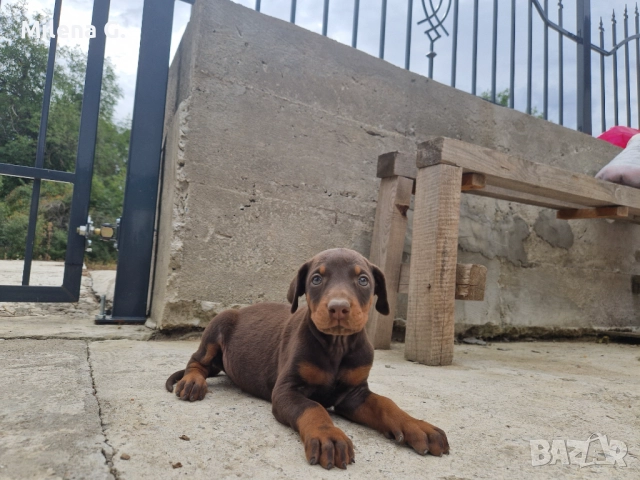 Бебета доберман, снимка 1