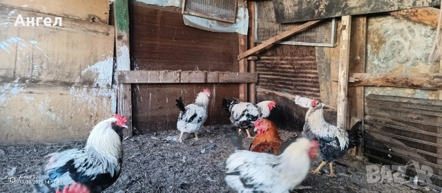 Петлета  , снимка 2 - Кокошки и пуйки - 52360079