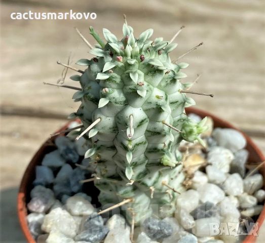 Euphorbia mammillaris f. variegata, снимка 2 - Стайни растения - 46082158