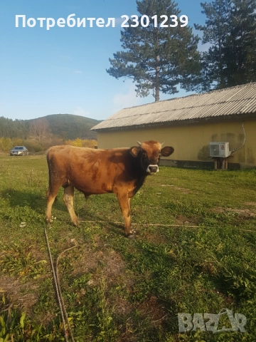 Мъжко теле чисто Жарсе, снимка 3 - Крави - 52079500