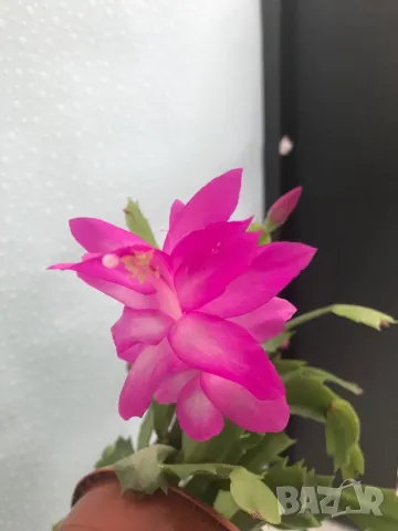 Коледниче/schlumbergera снимки от19.01.2025, снимка 6 - Стайни растения - 48509255