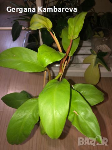 Philodendron Malay Gold 