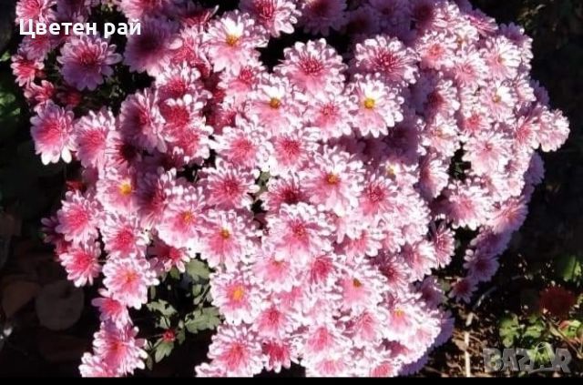 Хризантеми разсад 3,50 лв брой цвят на късмет от показаните , снимка 4 - Градински цветя и растения - 45288276