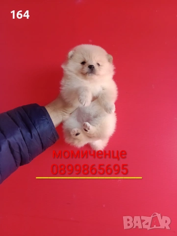 Померани. Мъжки и женски Померанчета. Реални снимки!, снимка 9 - Померан - 53082394