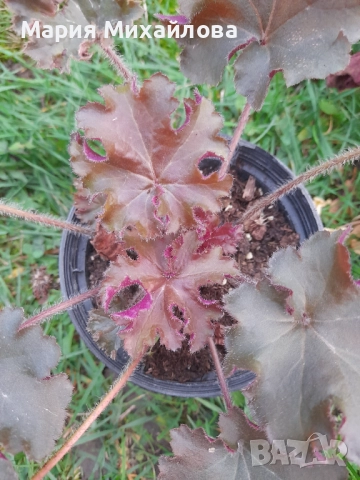 Различни видове Хойхери, снимка 7 - Градински цветя и растения - 52291355