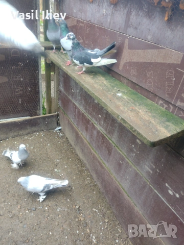 Има Бодан шанан Раде Матик кинчати 30 евро за бройка , снимка 10 - Гълъби - 54014636