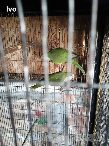 Двойка Монаси , снимка 2 - Папагали - 52941969