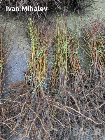 Коллонни дръвчета , снимка 4 - Градински цветя и растения - 53029291