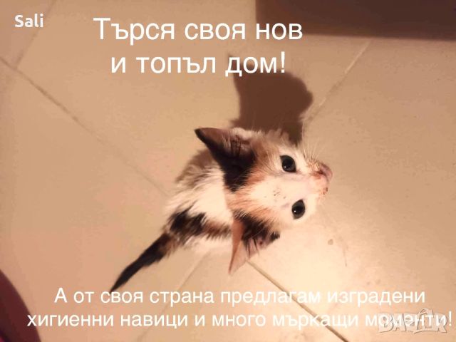 Подарява се! Малко котенце!, снимка 1