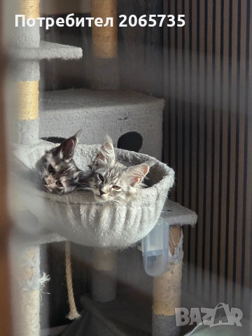 Елитни Мейн Куун котенца с родословие от родители шампиони, снимка 4 - Други - 54085977