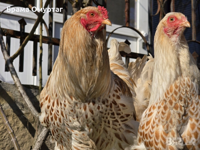 Продавам разплодни яйца от Бяло златна Брама [White gold Brahma]