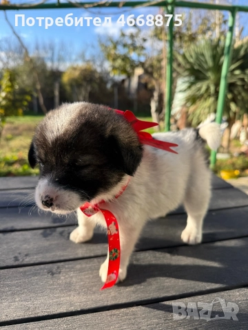 Кученца си търсят топъл дом, снимка 4 - Други - 52656027