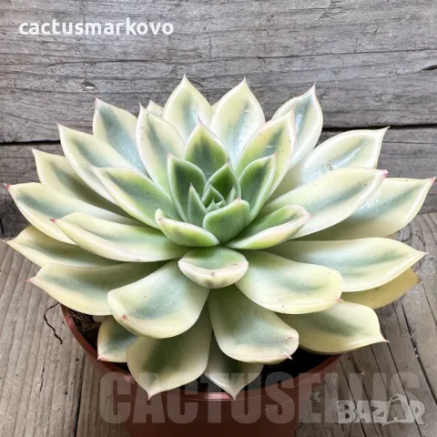 Echeveria ‘Mira’ f. variegata, снимка 2 - Стайни растения - 48125375