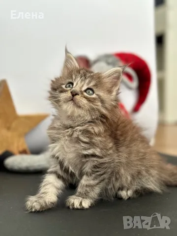 Мейн кун / Maine coon , снимка 4 - Мейн кун - 48001392