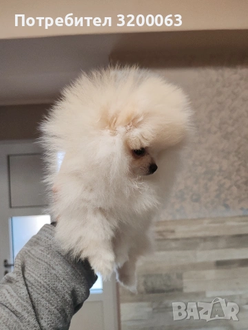 Померан мини женско , снимка 9 - Померан - 53378760