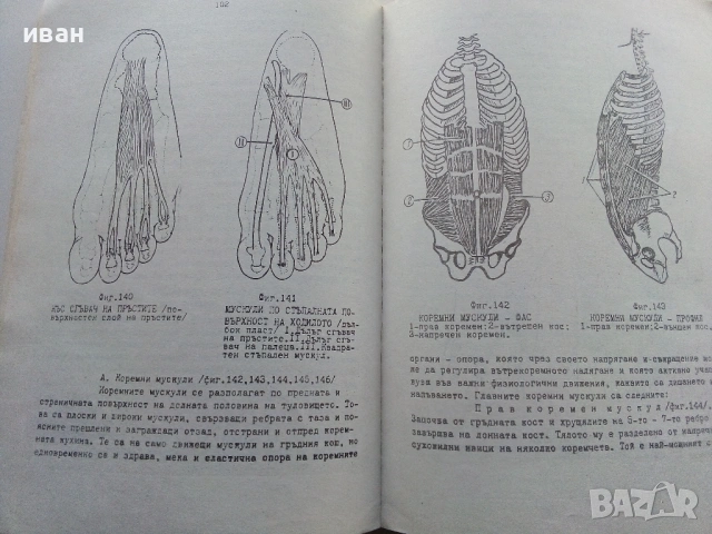Анатомия на Човека-учебник записки - Т.Тодоров,И.Стоянов - 1979г., снимка 4 - Учебници, учебни тетрадки - 53834269