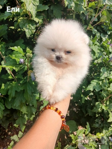 Померан мини момченце, снимка 5 - Померан - 54233207