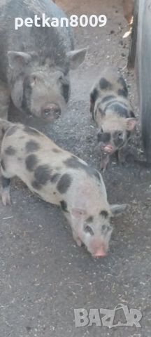 виетнамски прасета, снимка 2 - Прасета - 46464244