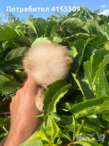 Мини Померан, снимка 7 - Померан - 48347965