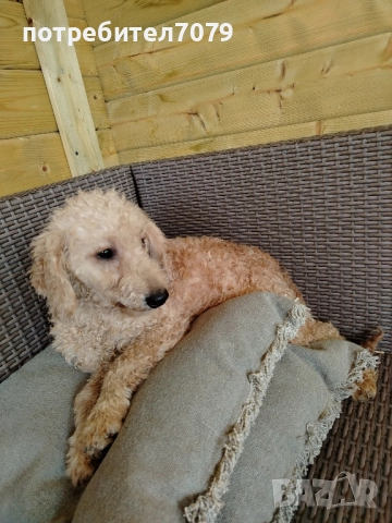 Мини пудел, снимка 3 - Пудели - 52302388