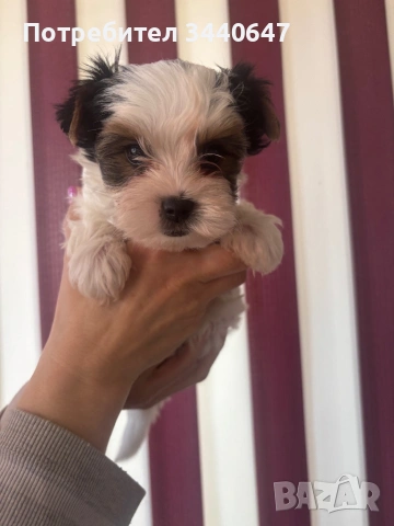 Женско и мъжко Бивър борки, снимка 9 - Йоркширски териер - 53825786