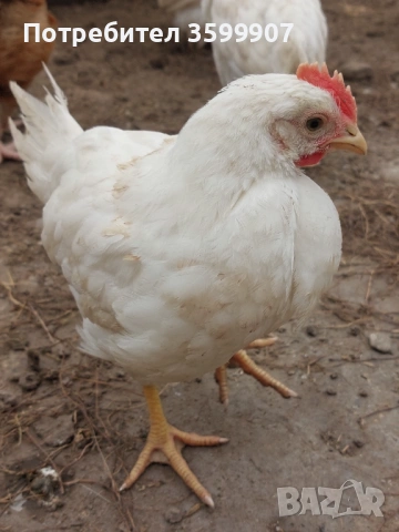 Петлета легхорн