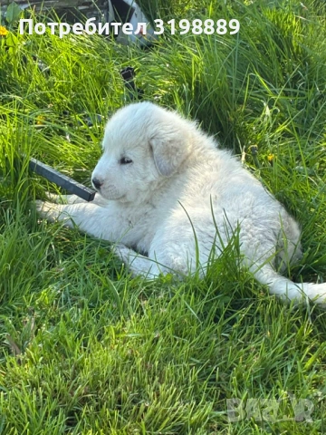 Продавам каракачанки, снимка 3 - Каракачанска овчарка - 54257111