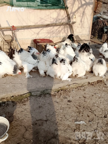 продавам яйца, снимка 6 - Кокошки и пуйки - 53885300