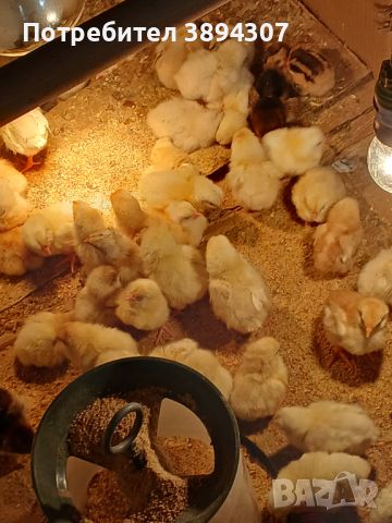 Малки пиленца легхорн и Л.Браун , снимка 5 - Кокошки и пуйки - 45446766