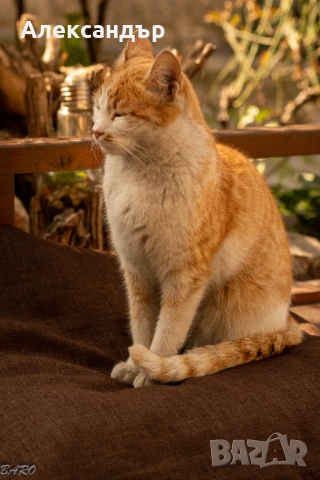 Nikon D7500 + 18-140 VR, снимка 9 - Фотоапарати - 53976795